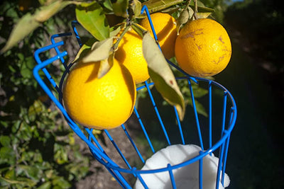 Fruit Picking 101: Tips and Techniques for Harvesting Your Homegrown Produce