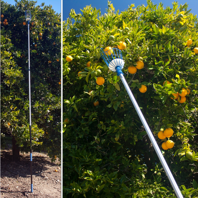 Fruit Picker + 3', 12', 18', or 24' Extension Pole