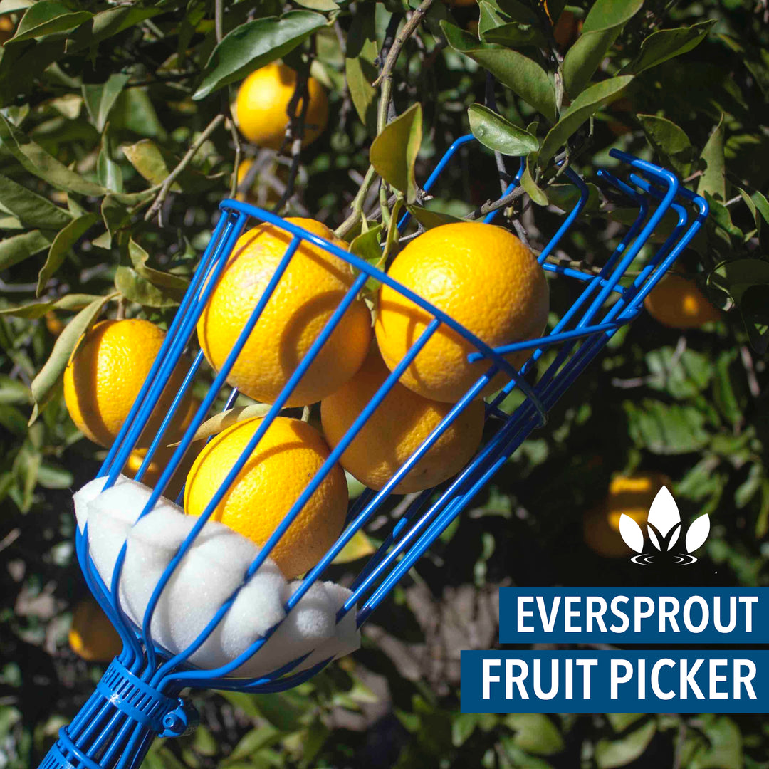 Fruit Picker + 3&